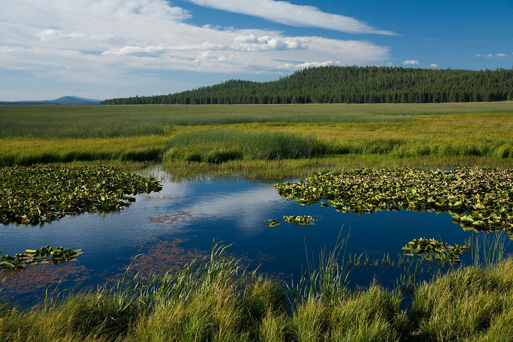 Alga AFA Klamath