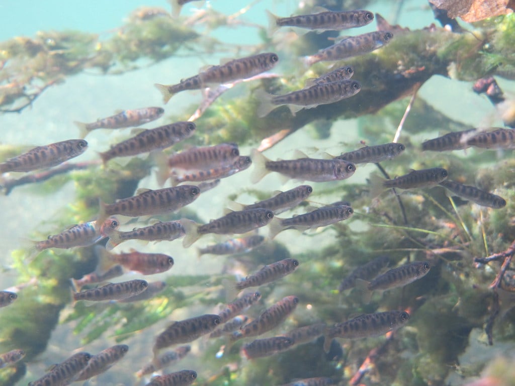 Peces del lago Klamath alga Afa