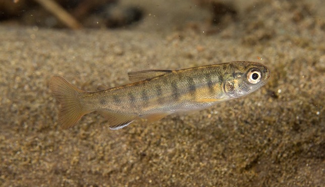 Pez juvenil Coho Salmón. Vive al lago Klamath