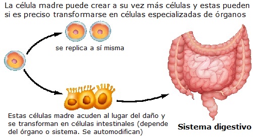 Células madre y alga AFA